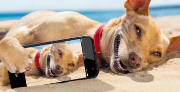 zwdia_25aygoystoy