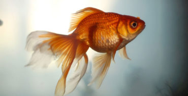 goldenfish