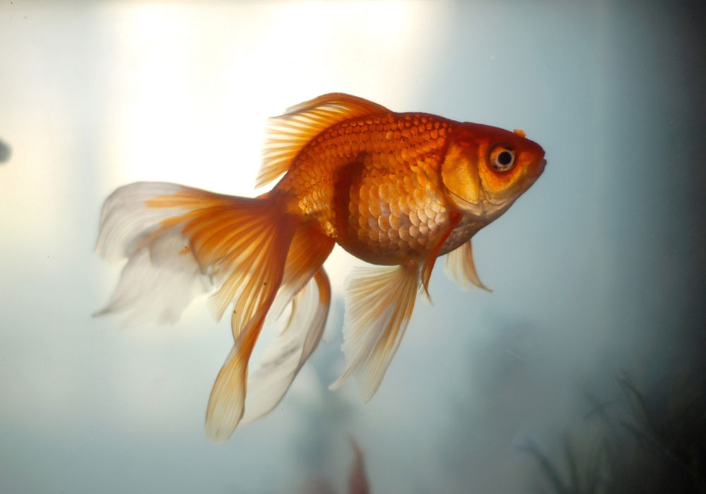 goldenfish